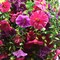 2 Pcs Look Real Artificial Flowers for Outdoors Artificial Hanging Flowers for Outdoors, UV Resistant Fake Hanging Plants Silk Petunia Faux Flowers for Porch Yard Spring Decor